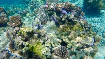 coraux 2